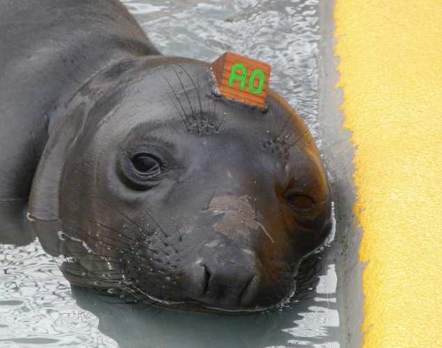elephant seal Ellierae