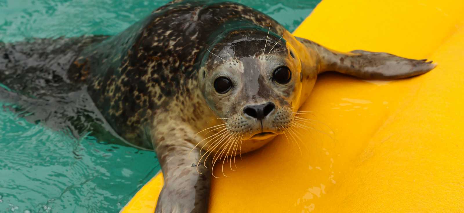 harbor seal pup