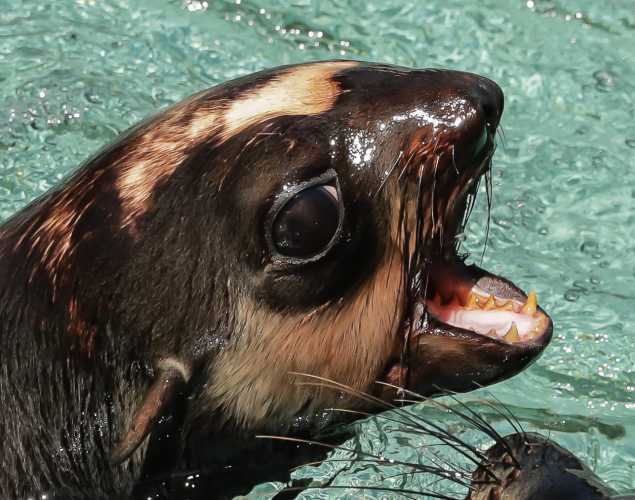 northern fur seal Sinead