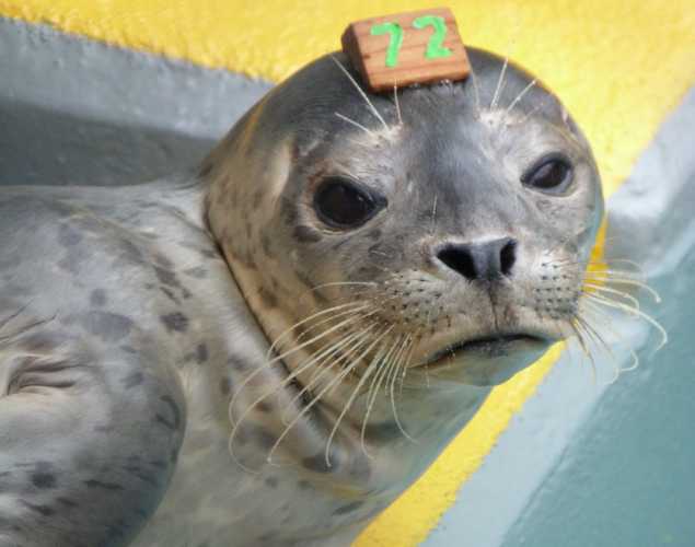 harbor seal Signhild