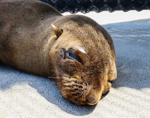 Guadalupe fur seal Raquel