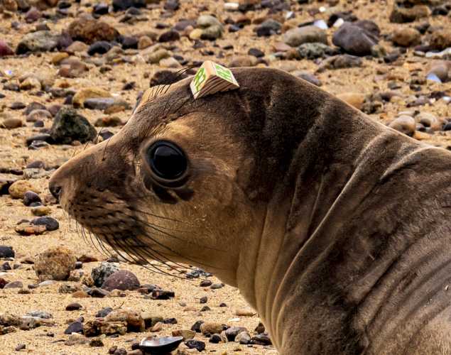 northern elephant seal Callie