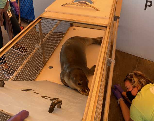 Hawaiian monk seal N2 in a crate with Megan McGinnis monitoring