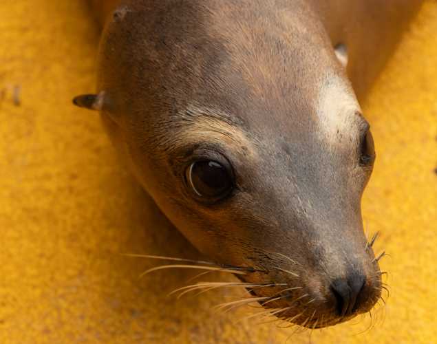 torch california sea lion