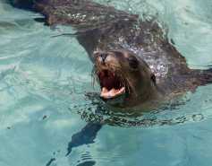 California sea lion with mouth open, showing teeth