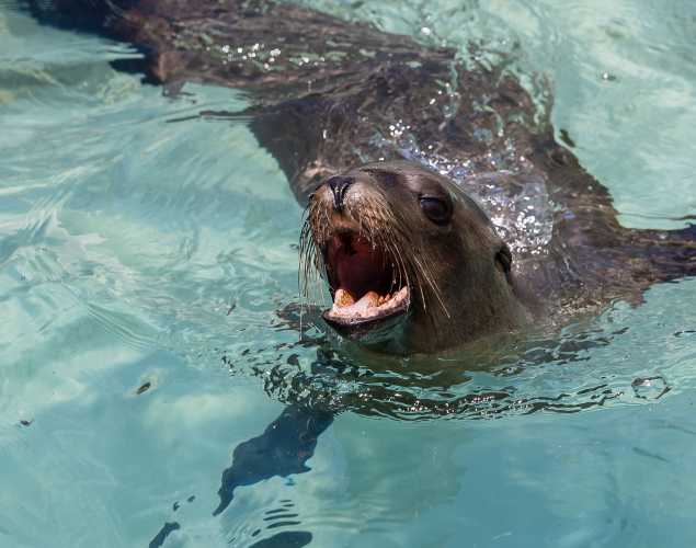 California sea lion with mouth open, showing teeth