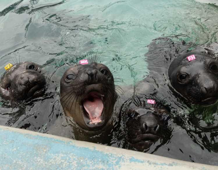 Four elephant seal pups with ID tags on their heads swim in a rehabilitation pool.