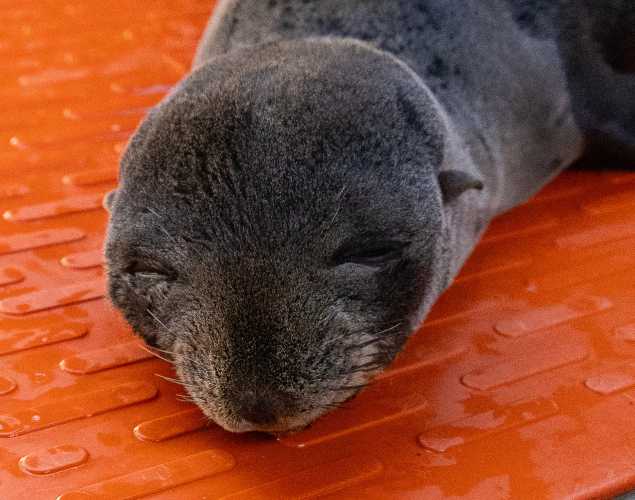 Guadalupe fur seal Applesauce