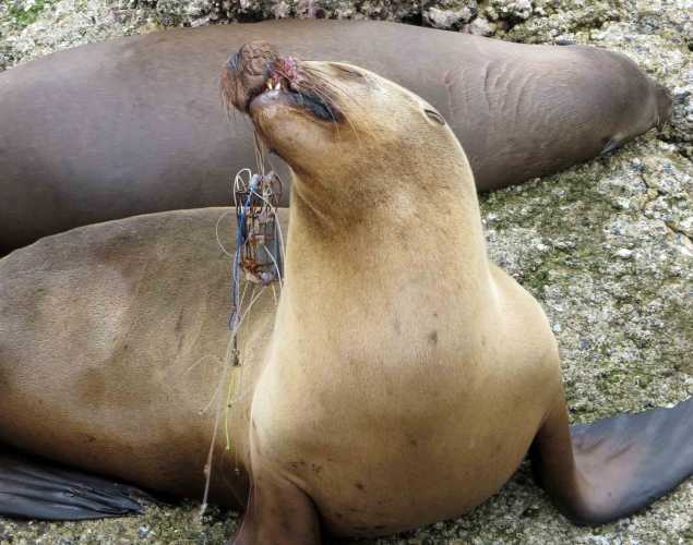 California sea lion Snouty with a crab snare wrapped around his snout
