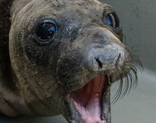 northern elephant seal Rapid