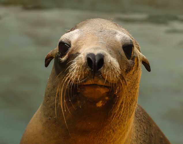 California sea lion Mimi
