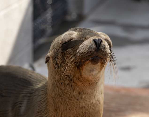 California sea lion Trackstar