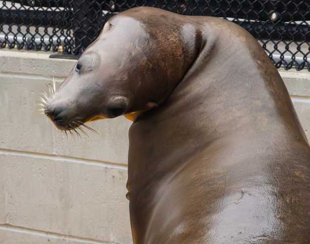 rockko california sea lion