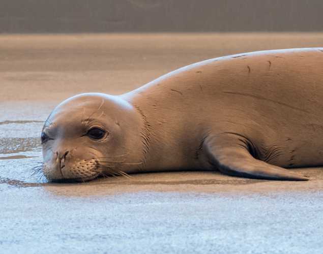 Hawaiian monk seal Amaʻama