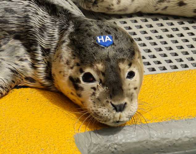 harbor seal Brightman