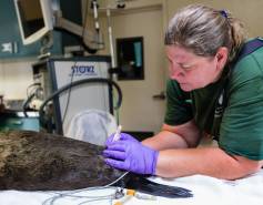 Dr. Cara Field takes blood from a fur seal
