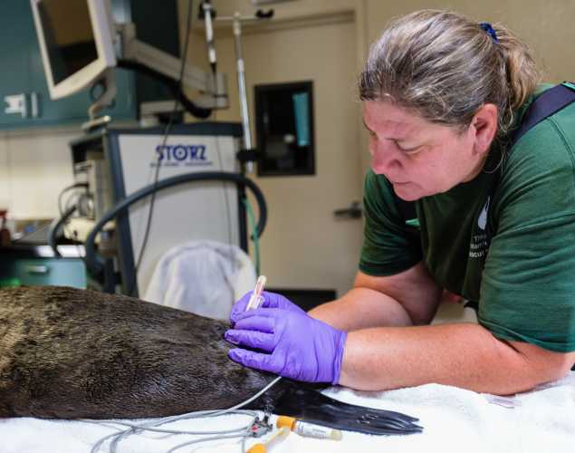 Dr. Cara Field takes blood from a fur seal