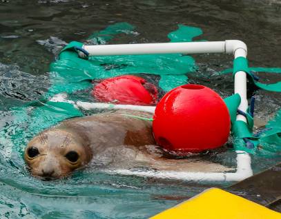 northern elephant seal Shrub with enrichment items including fake kelp and a red buoy