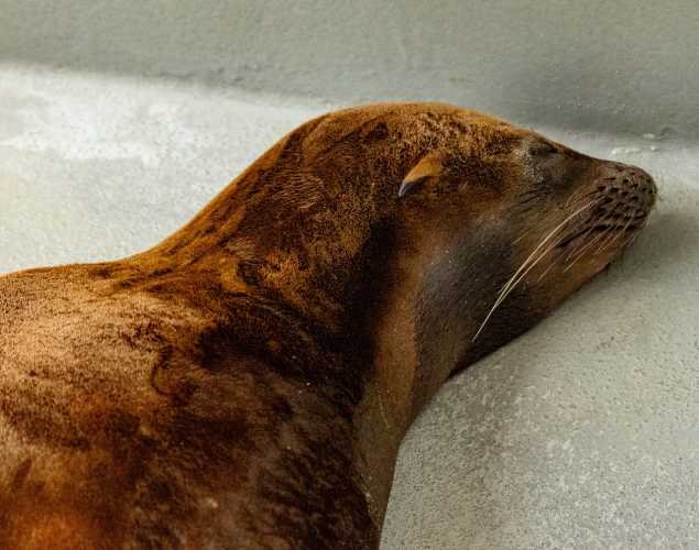 California sea lion Hijiki