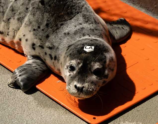 harbor seal Lavare
