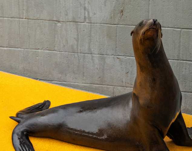 California sea lion