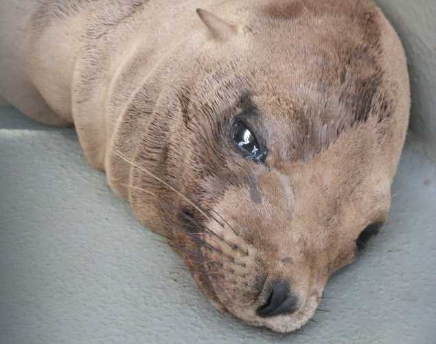 California sea lion Hammond