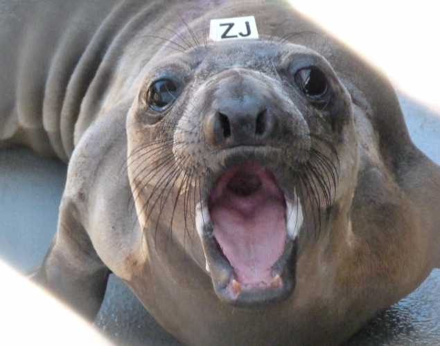 northern elephant seal Excavator