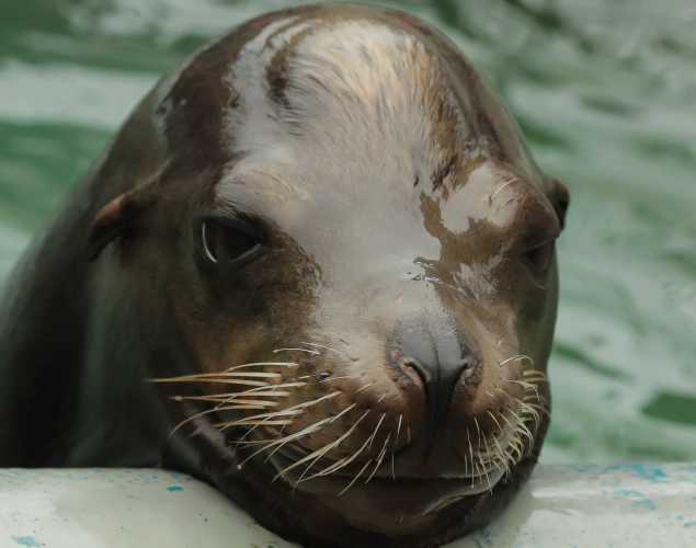 California sea lion Shabbos