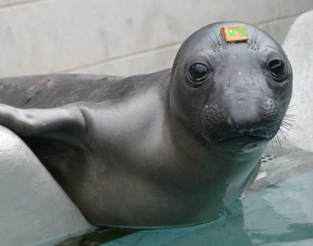 northern elephant seal Outfielder