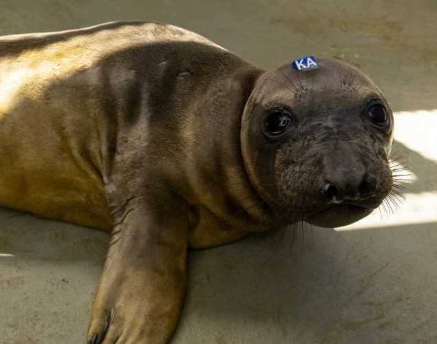 northern elephant seal pup catskill