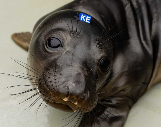 northern elephant seal Reuben