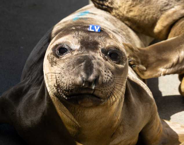 northern elephant seal Pasquale