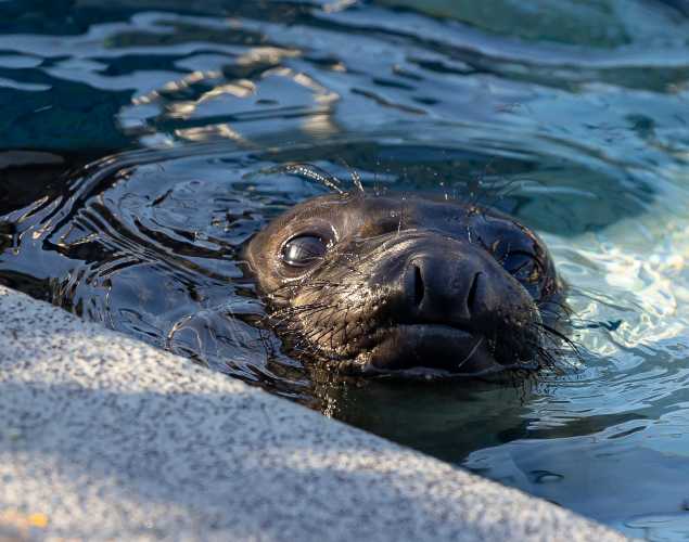 northern elephant seal Mellow