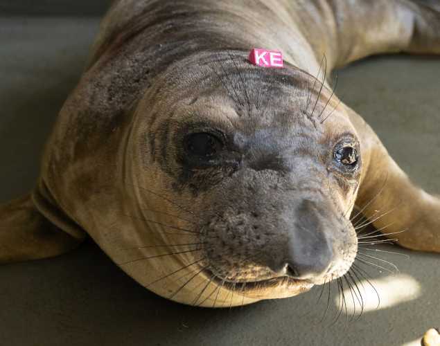 northern elephant seal Gustavo