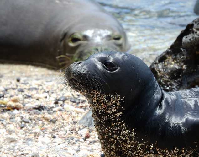 Hawaiian monk seal Sole on the beach before rescue