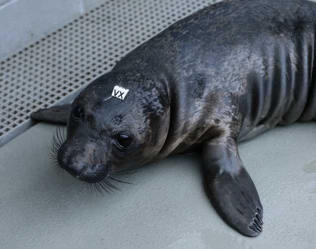 northern elephant seal Ravine