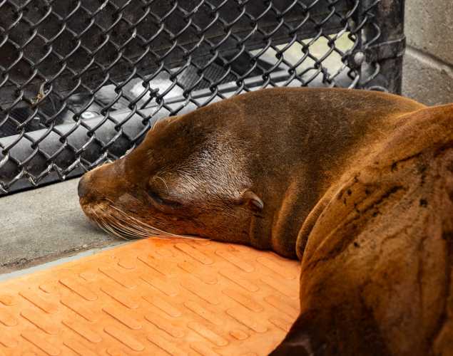 California sea lion Birdie