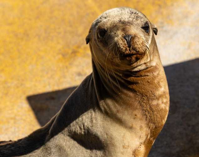 california sea lion barnaby