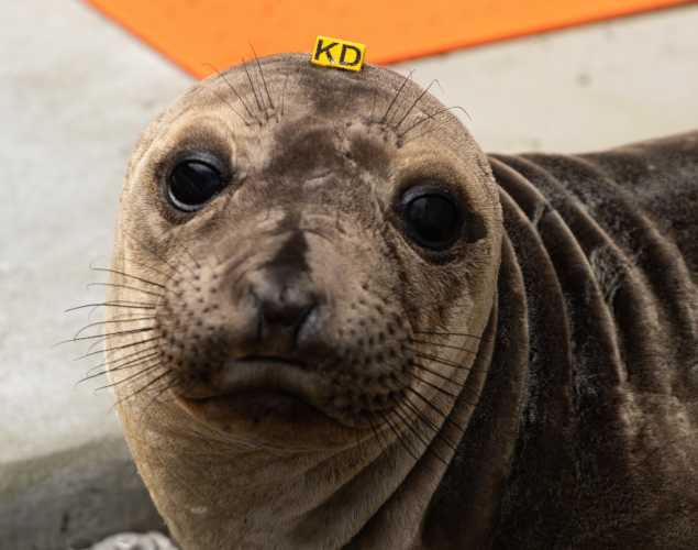 northern elephant seal Post