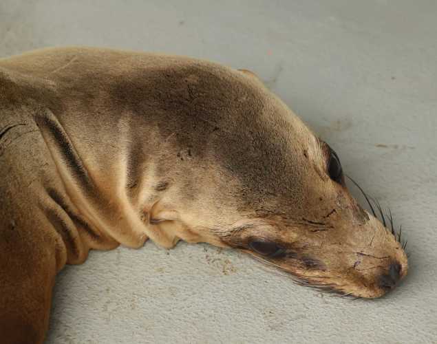California sea lion Makana