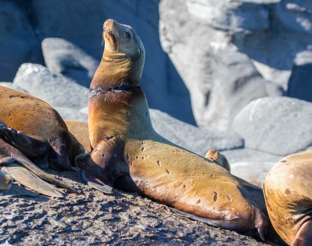 wild California sea lion with entanglement scar