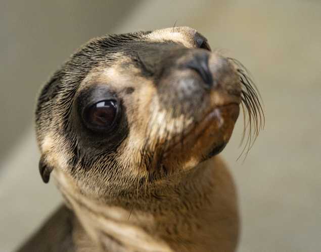 California sea lion Verde