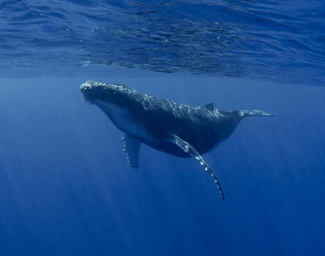 solitary humpback whale underwater with light streaming through
