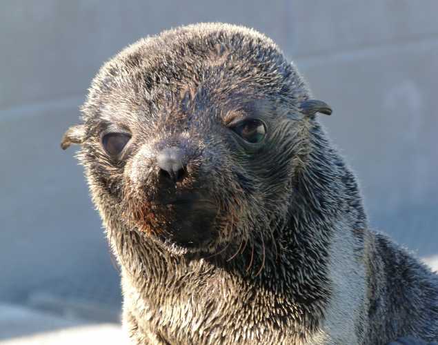 Guadalupe fur seal Furonimo