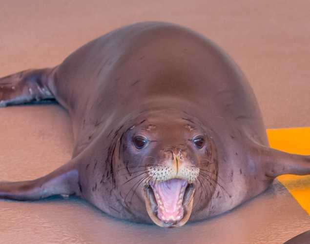 Hawaiian monk seal Neva