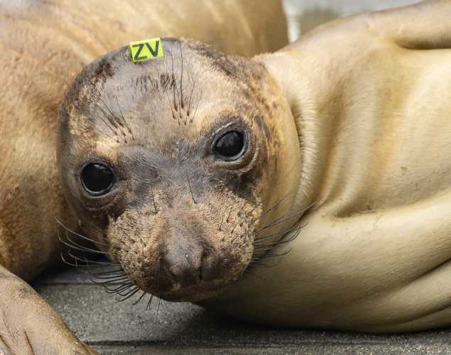 northern elephant seal Windsurf