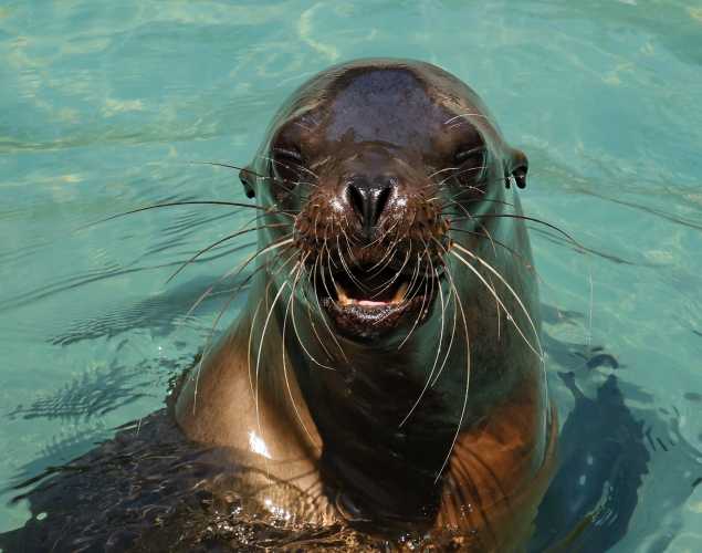 California sea lion Flipturn