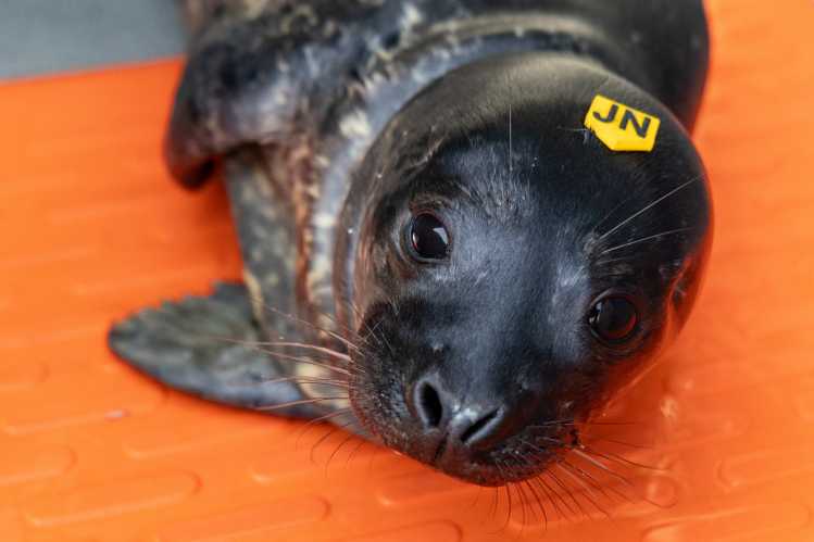 harbor seal on a warming mat