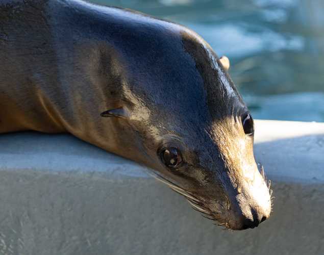 California sea lion Lunita