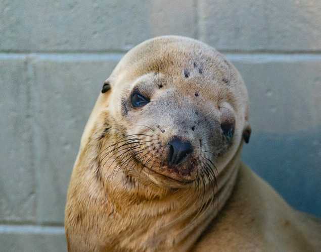 California sea lion Rainbro